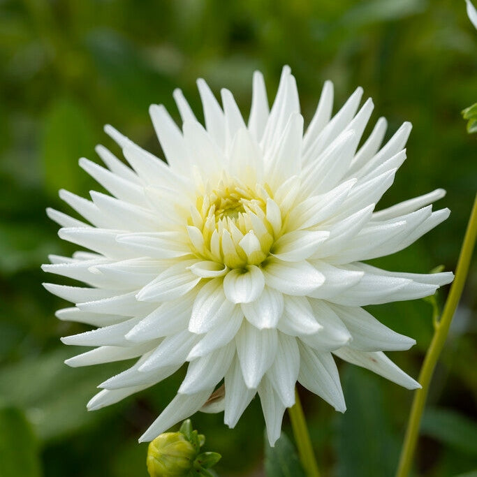 Dahlia Cactus My Love 1-pack